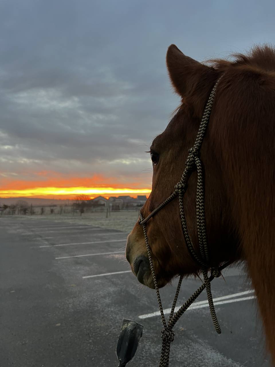 Hongre Selle Français 14 ans