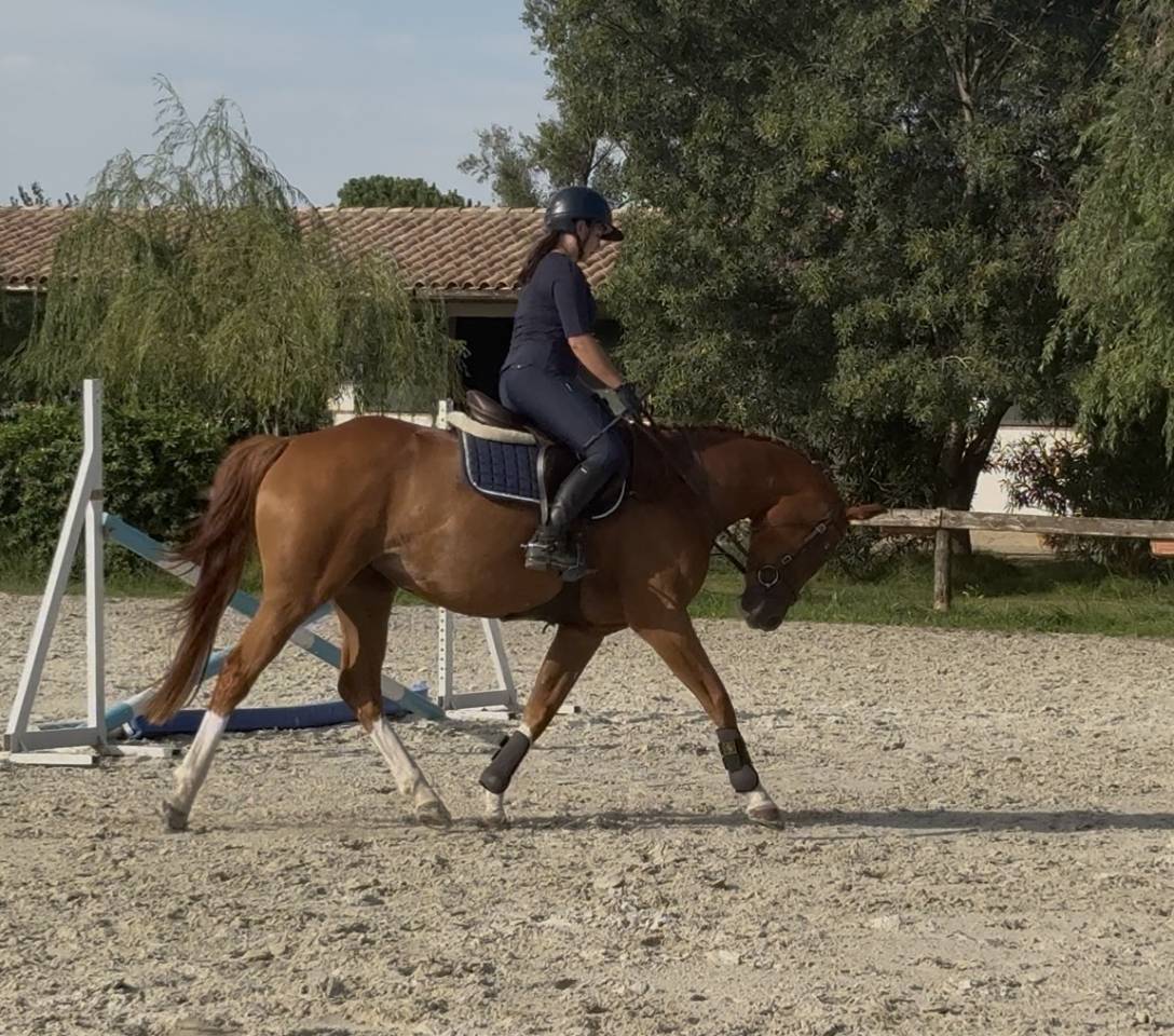 Jument de sport SFO x Andiamo Semilly