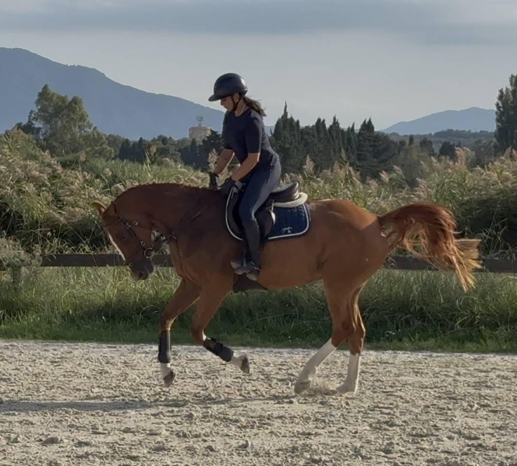 Jument de sport SFO x Andiamo Semilly