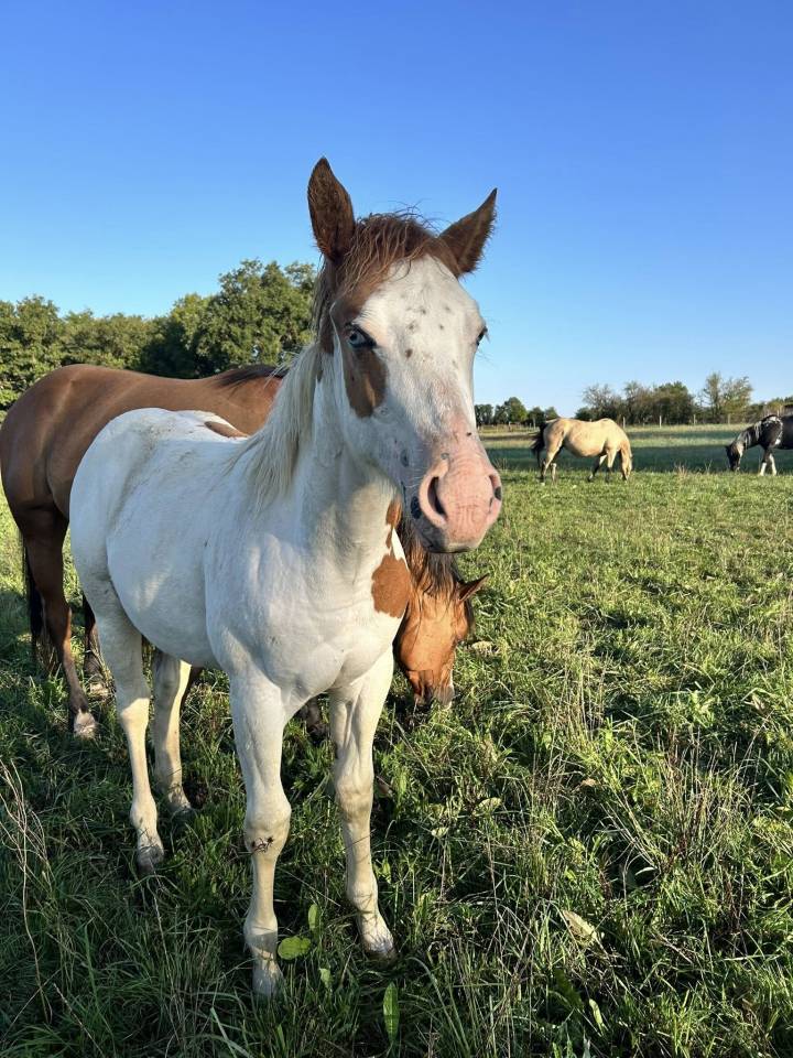 Paint Horse - Filly 2025 - Tovero Dun