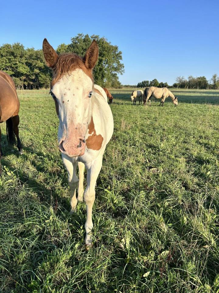 Paint Horse - Filly 2025 - Tovero Dun