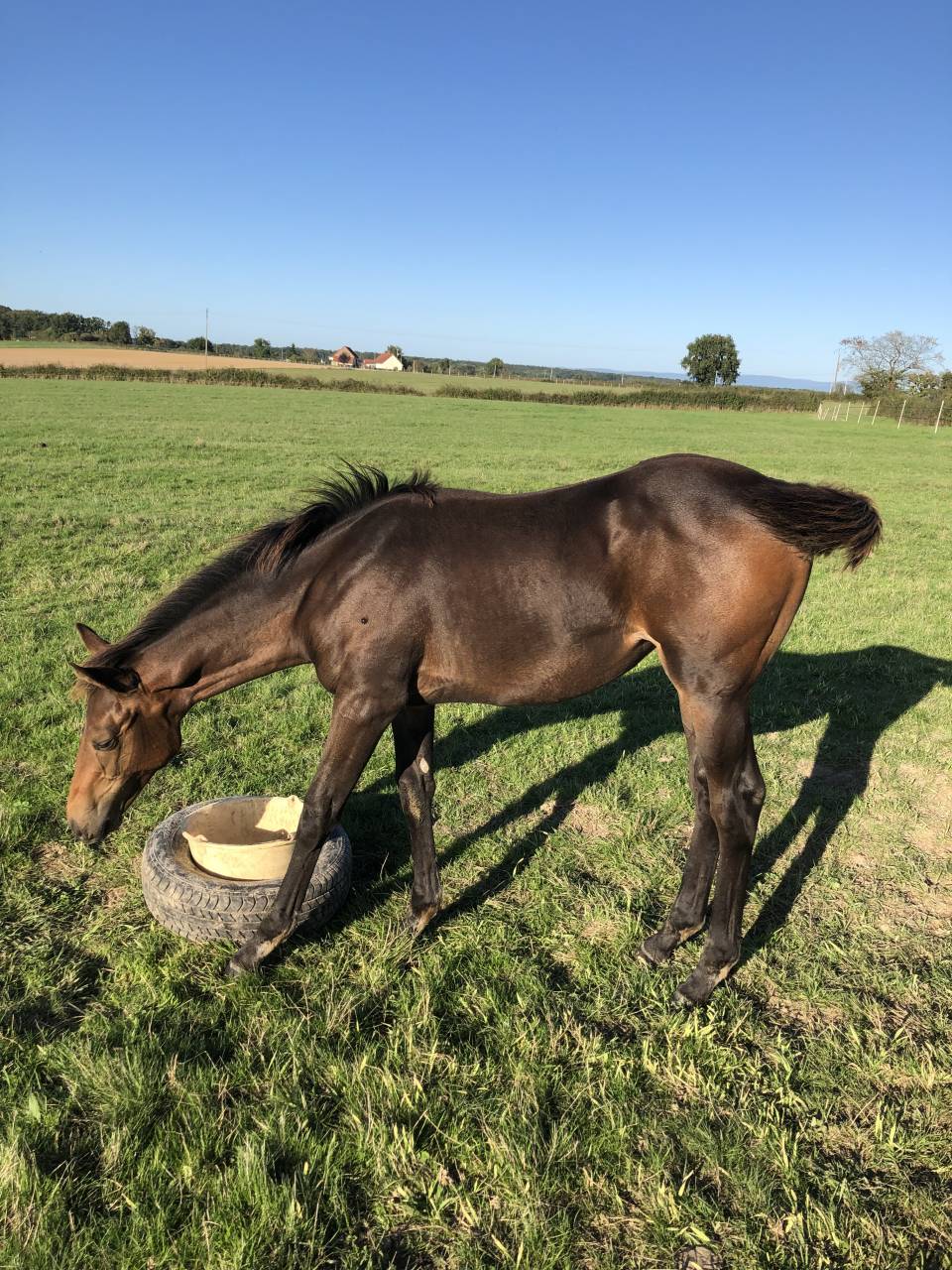 Foal Aqps à réserver au sevrage 