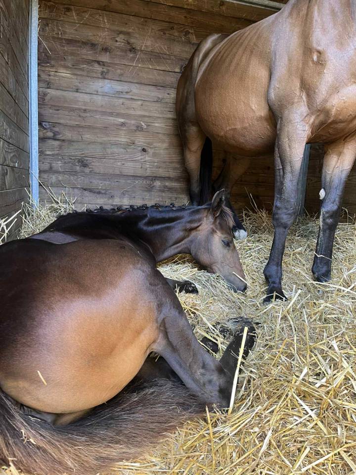 Foal Aqps à réserver au sevrage 