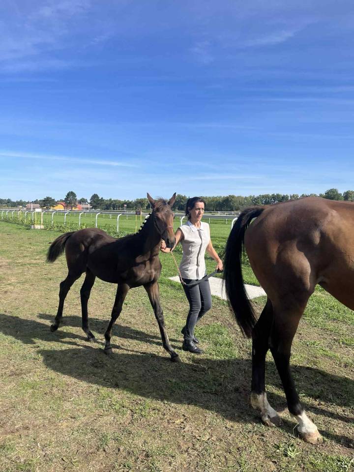 Foal Aqps à réserver au sevrage 