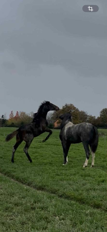 Foal Aqps &agrave; r&eacute;server au sevrage 