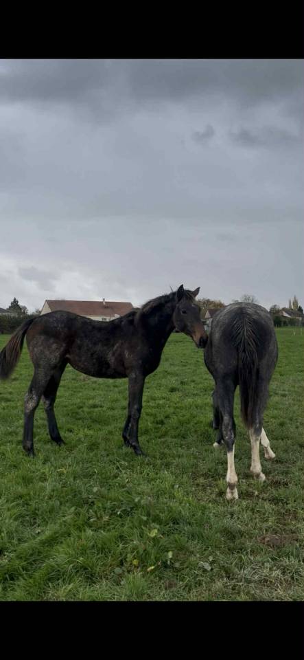 Foal Aqps &agrave; r&eacute;server au sevrage 