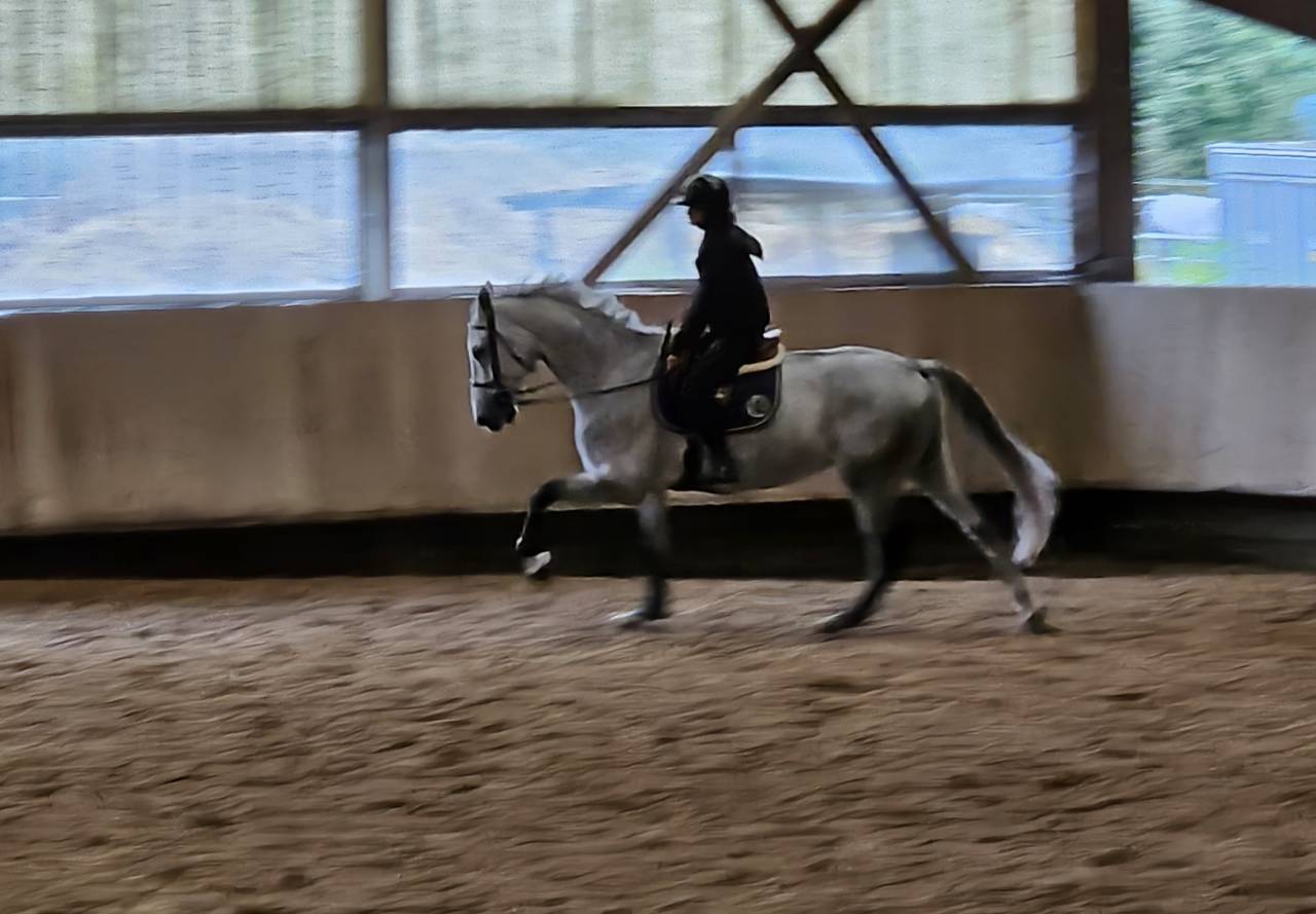 vendre jument 8 ans - selle française - CSO 