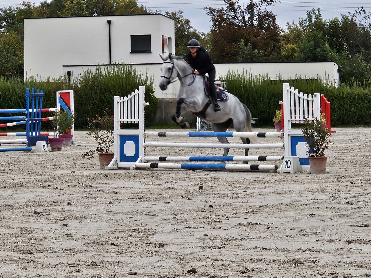 vendre jument 8 ans - selle française - CSO 