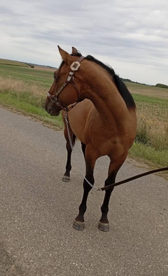 Superbe Quarter Horse entier de 2024