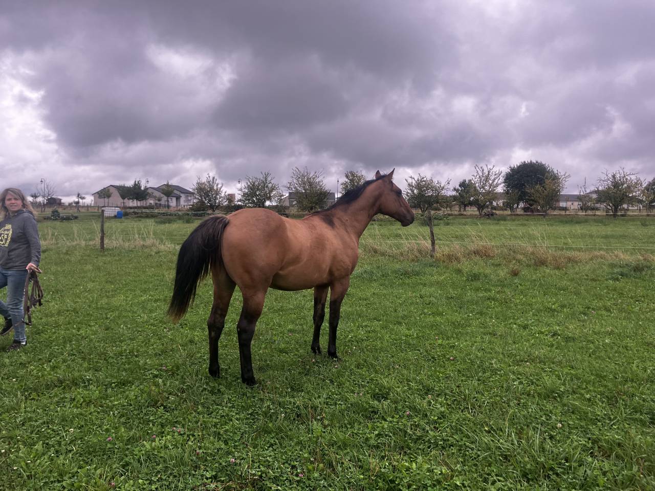 Superbe Quarter Horse entier de 2024