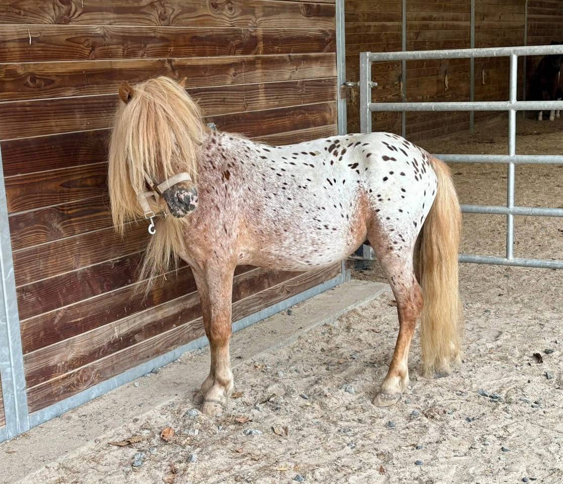 Poney hongre OC léopard 