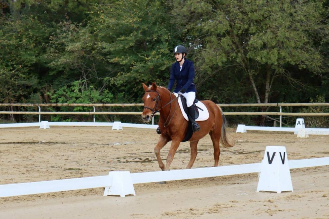 Hongre New forest 7ans