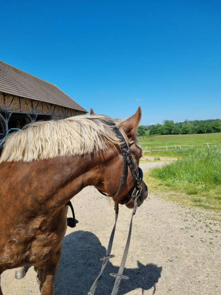 Hongre New forest 7ans