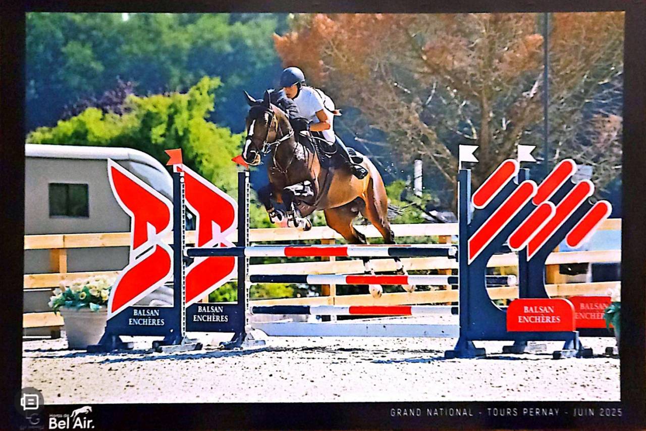 Jument 6 ans Taloubet × clinton 