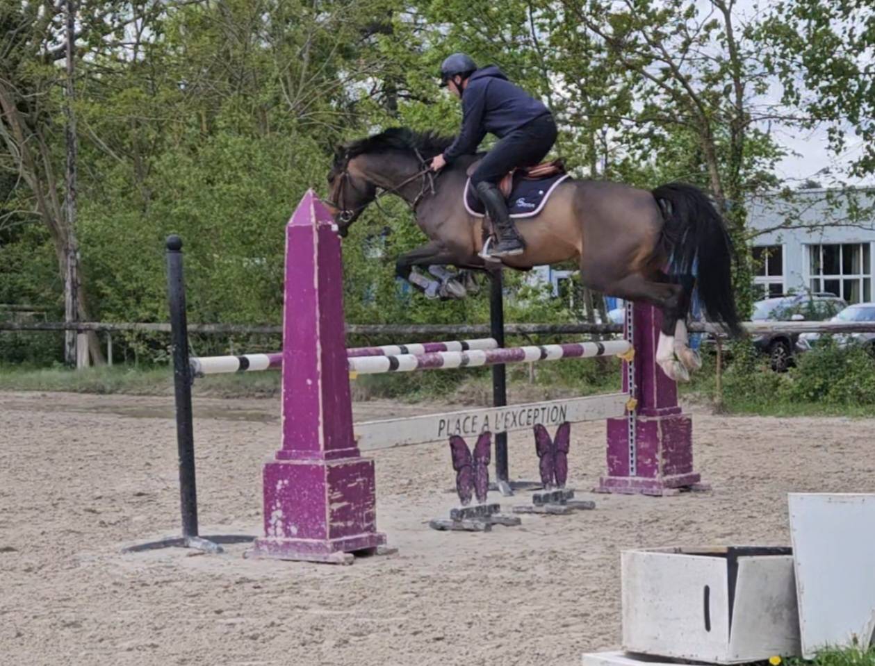 Jument 6 ans Taloubet × clinton 