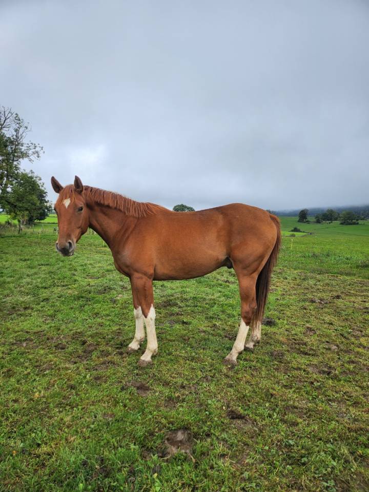 3 ans hongre Canabis d'Albain X Veneur d'Etenclin
