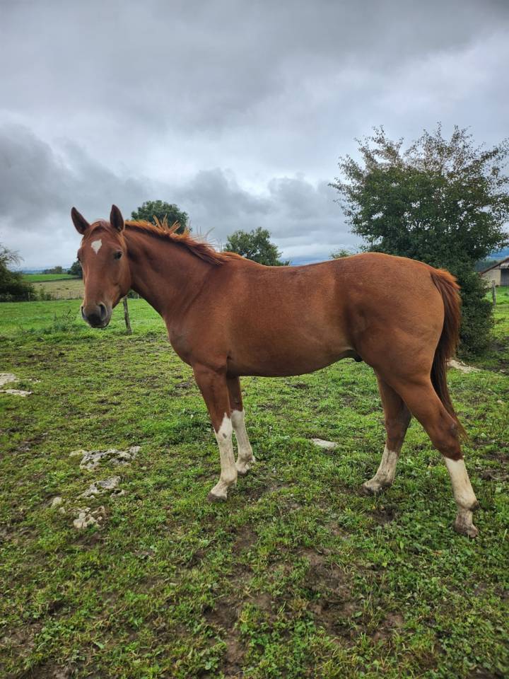 3 ans hongre Canabis d'Albain X Veneur d'Etenclin