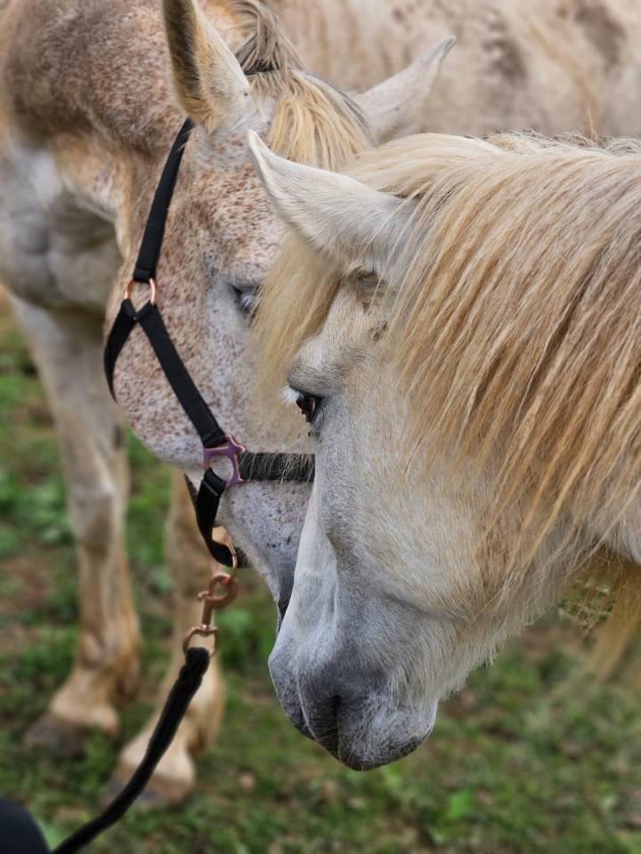 Petit cheval de loisirs 