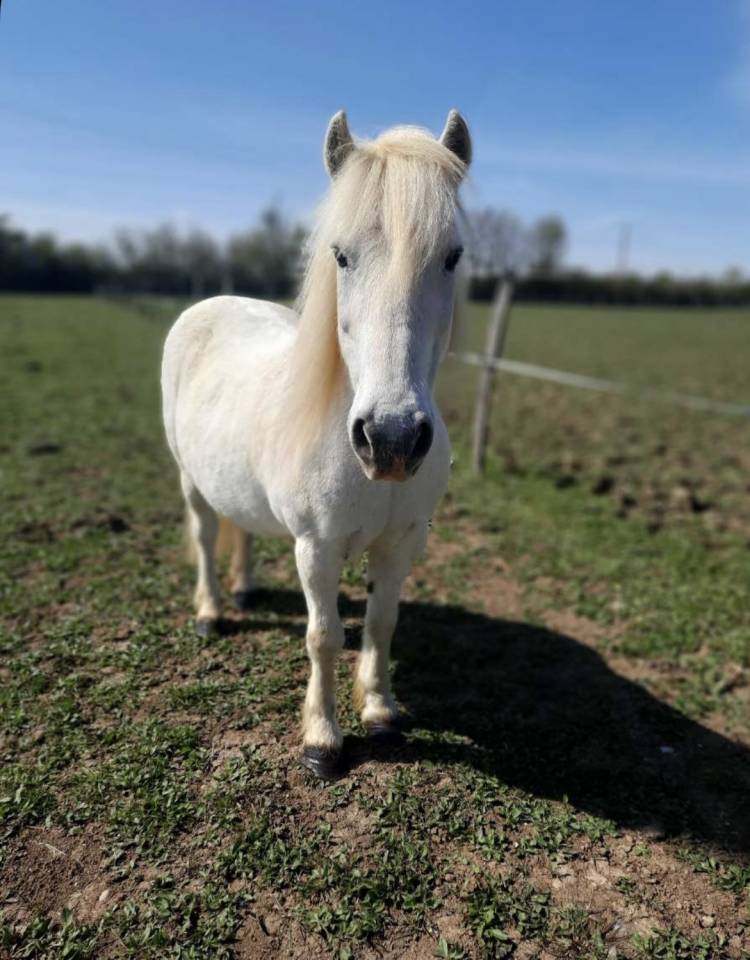 Petit cheval de loisirs 