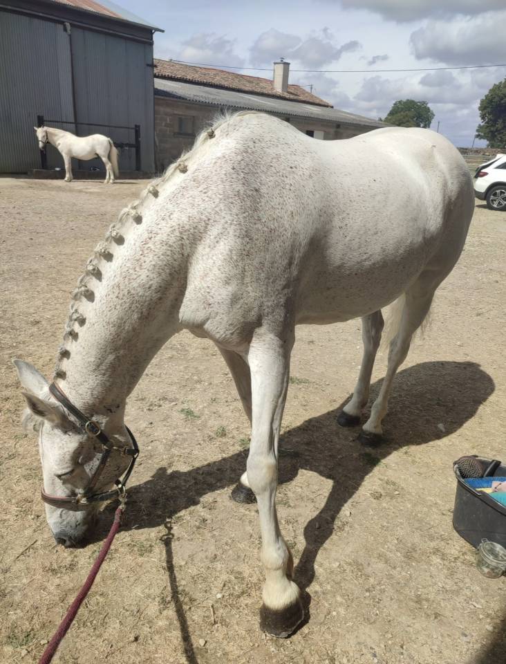 Petit cheval de loisirs 