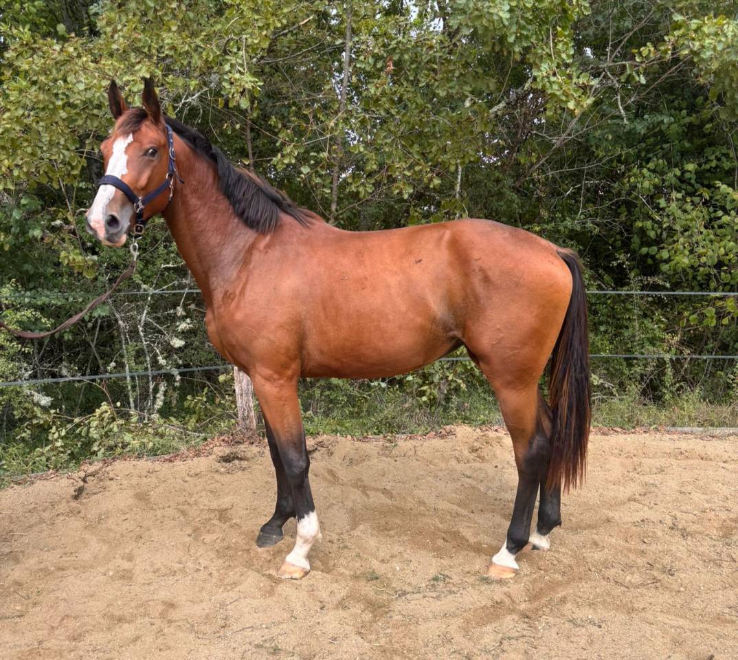 Pouliche 2 ans CSO