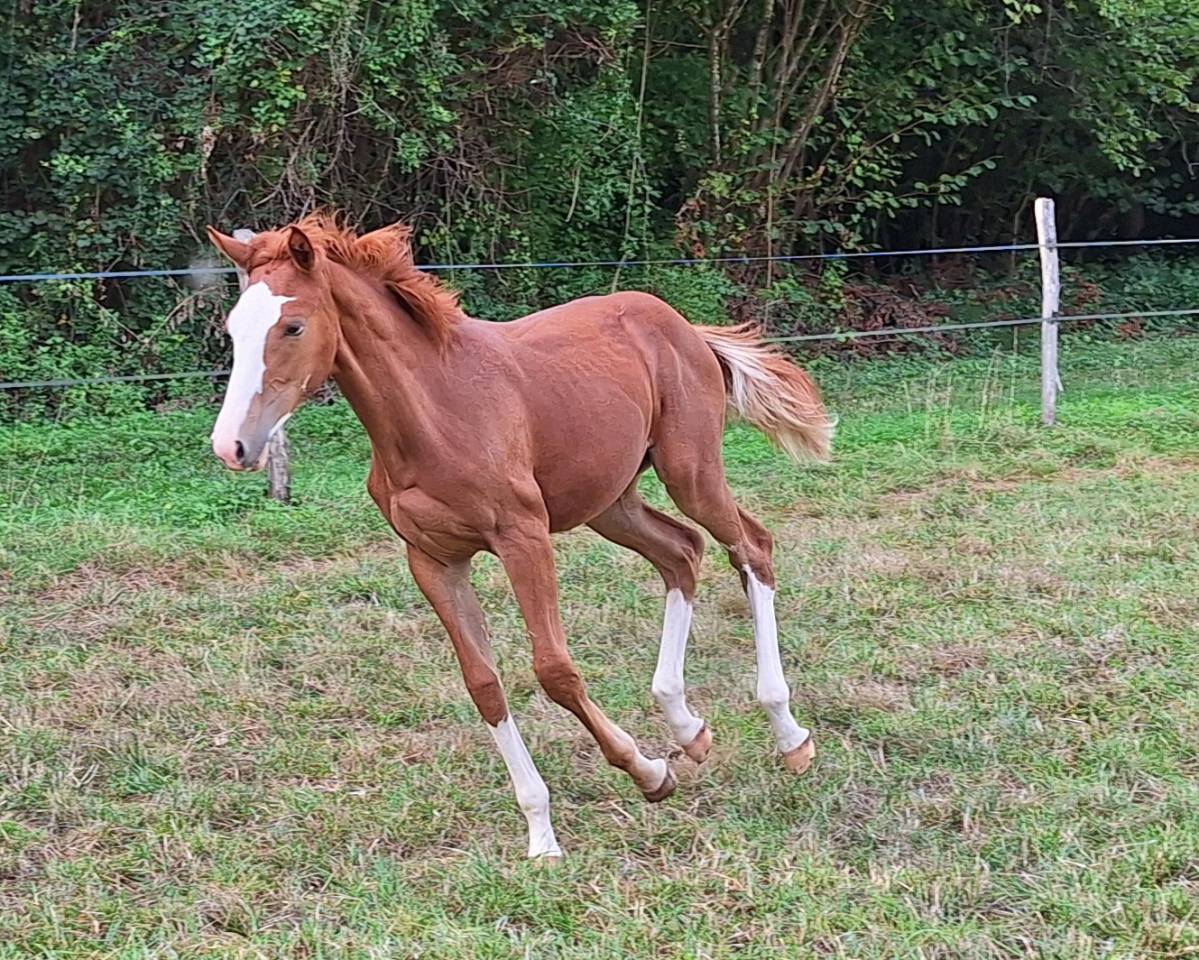 Foal femelle CSO