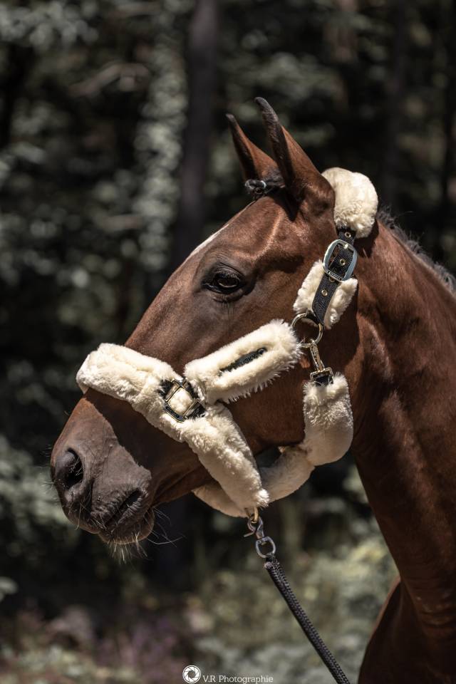 Jument de loisir ou compagnie