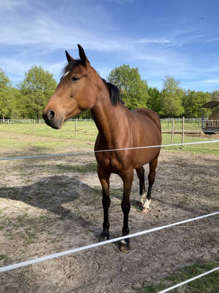 Jument de loisir ou compagnie