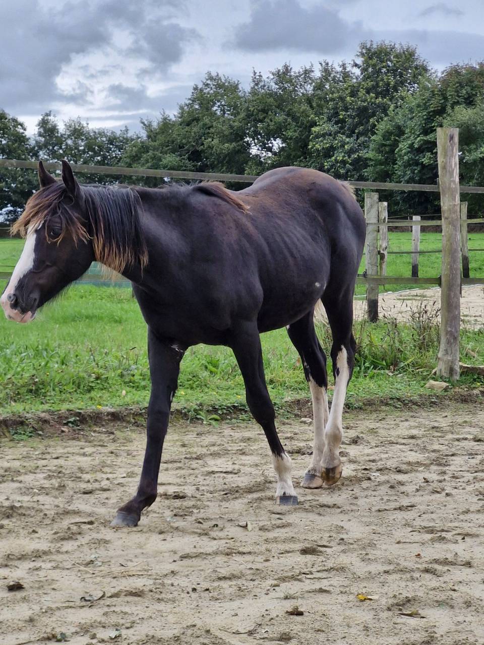 Paint horse