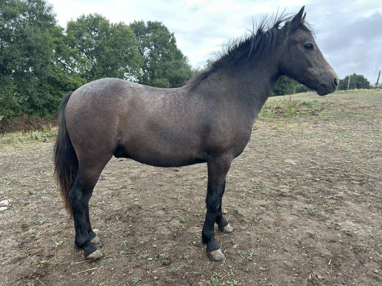 Poney dartmoor hongre