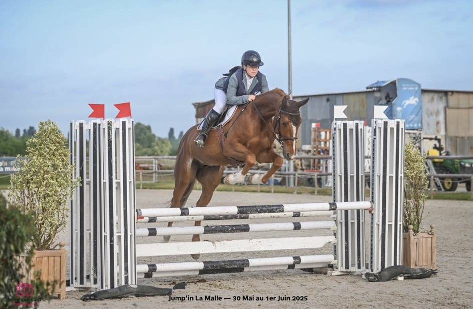 Selle français 4 ans. 