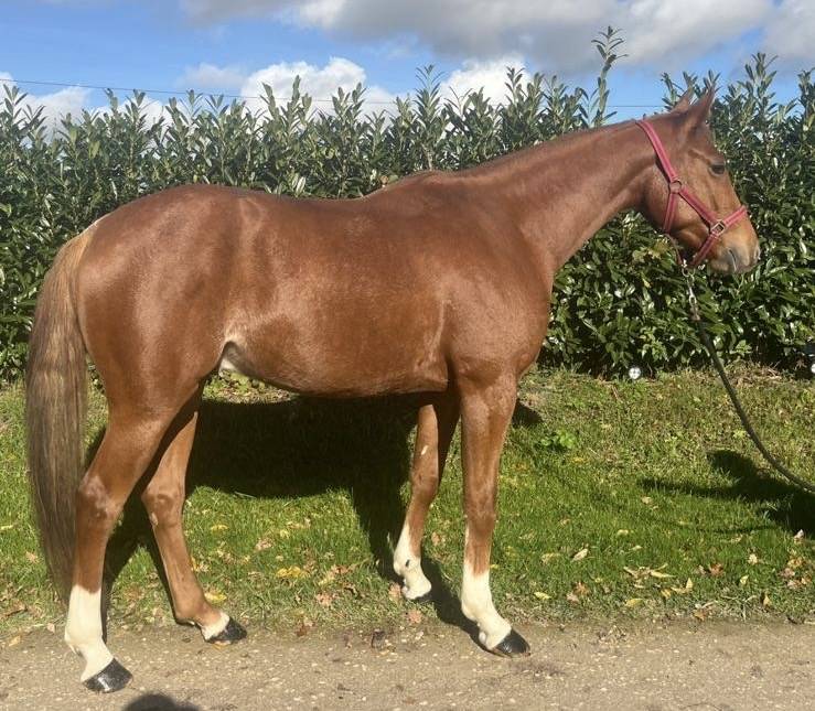 Selle français 4 ans. 