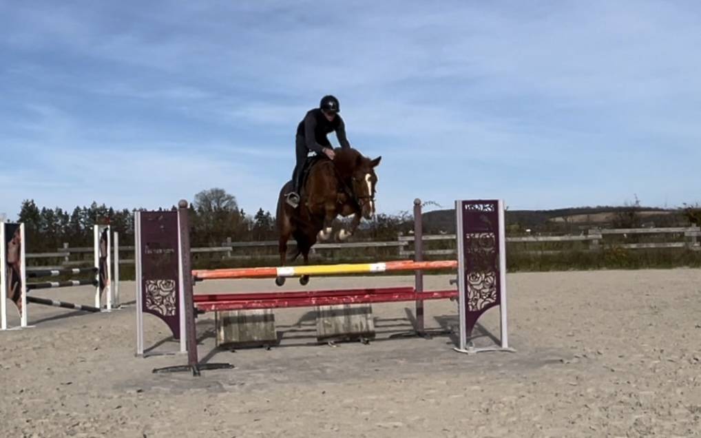 Selle français 4 ans. 