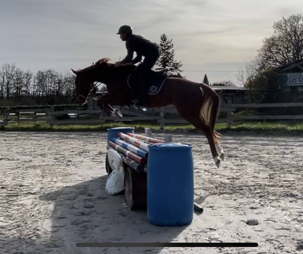 Selle français 4 ans. 