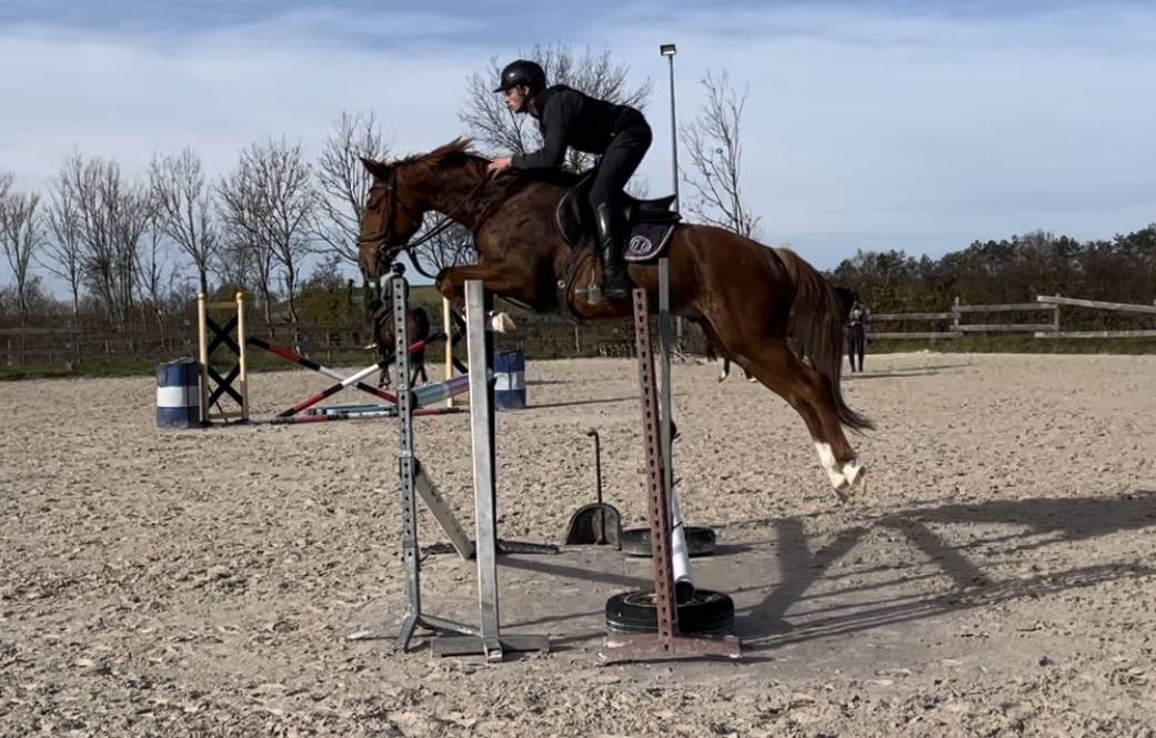 Selle français 4 ans. 