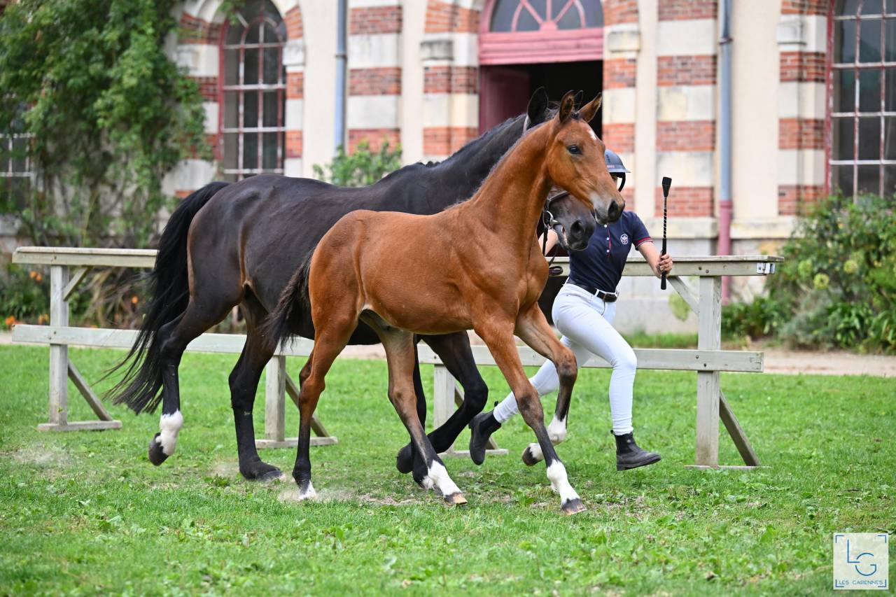 Foal conte Bellini 