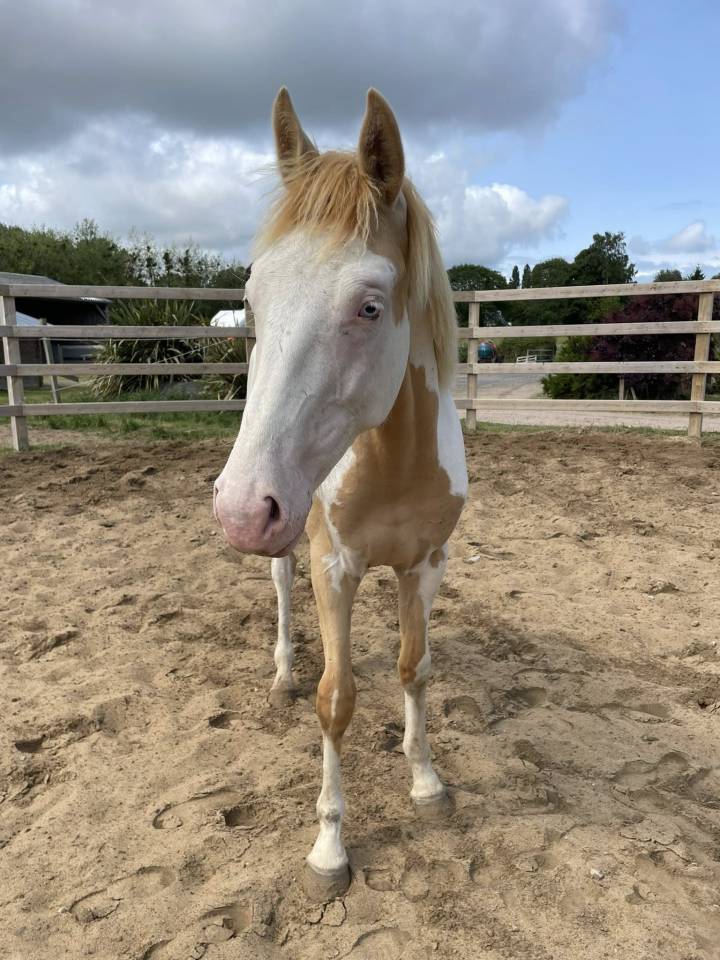 Olaf Clairevue ?⛄️