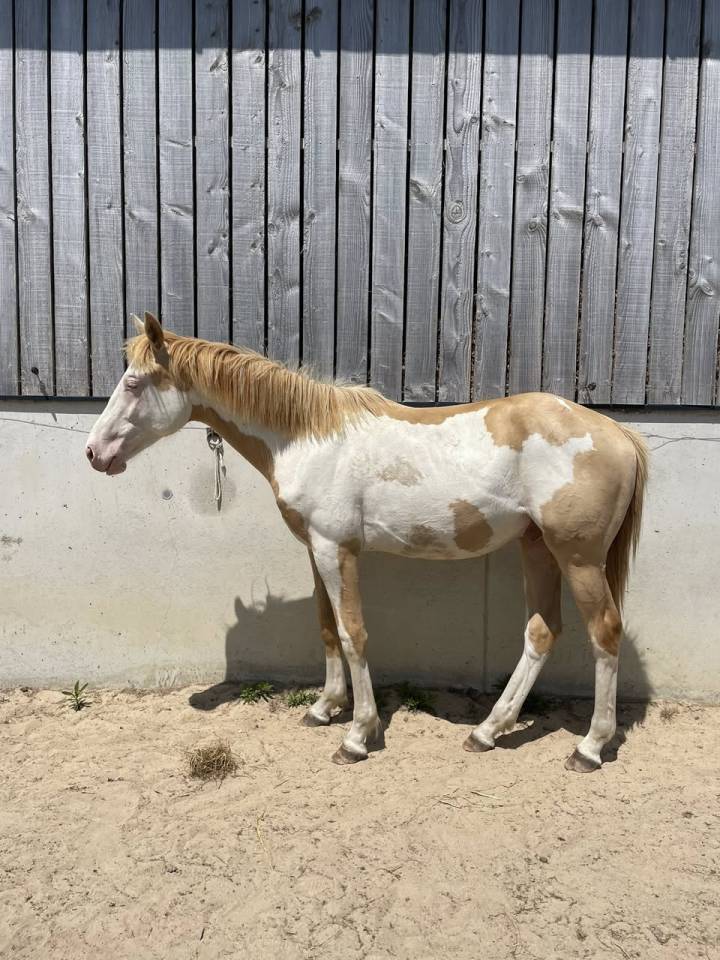 Olaf Clairevue ?⛄️