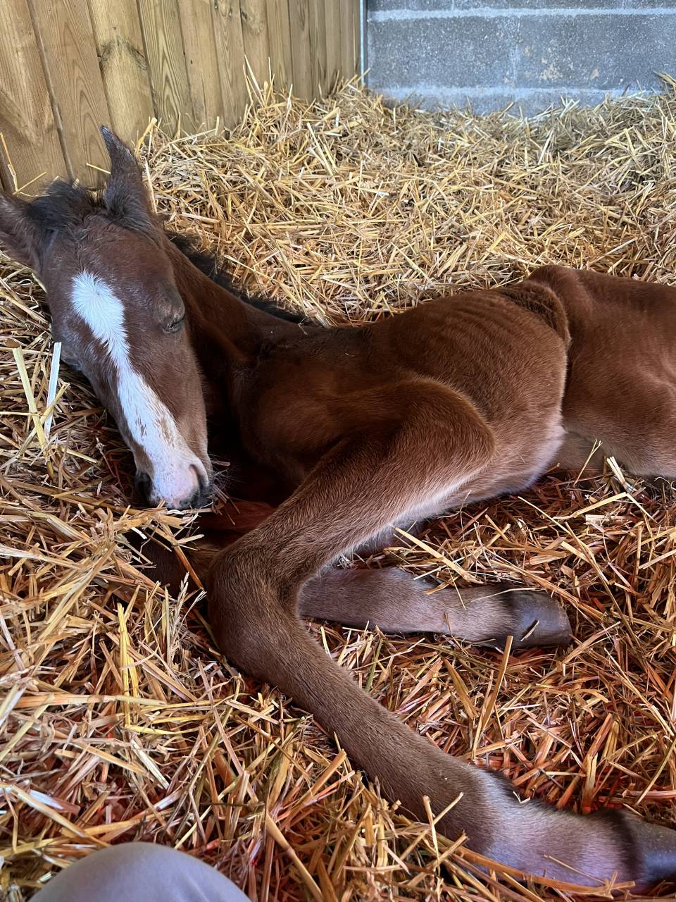 Foal j’accuse bois margot