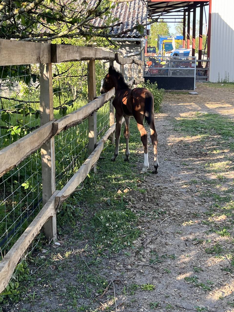 Foal j’accuse bois margot