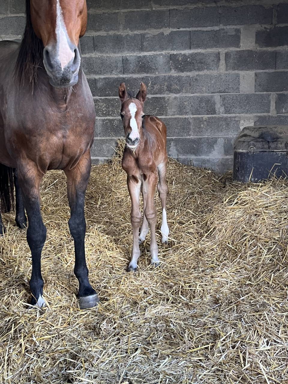 Foal j’accuse bois margot