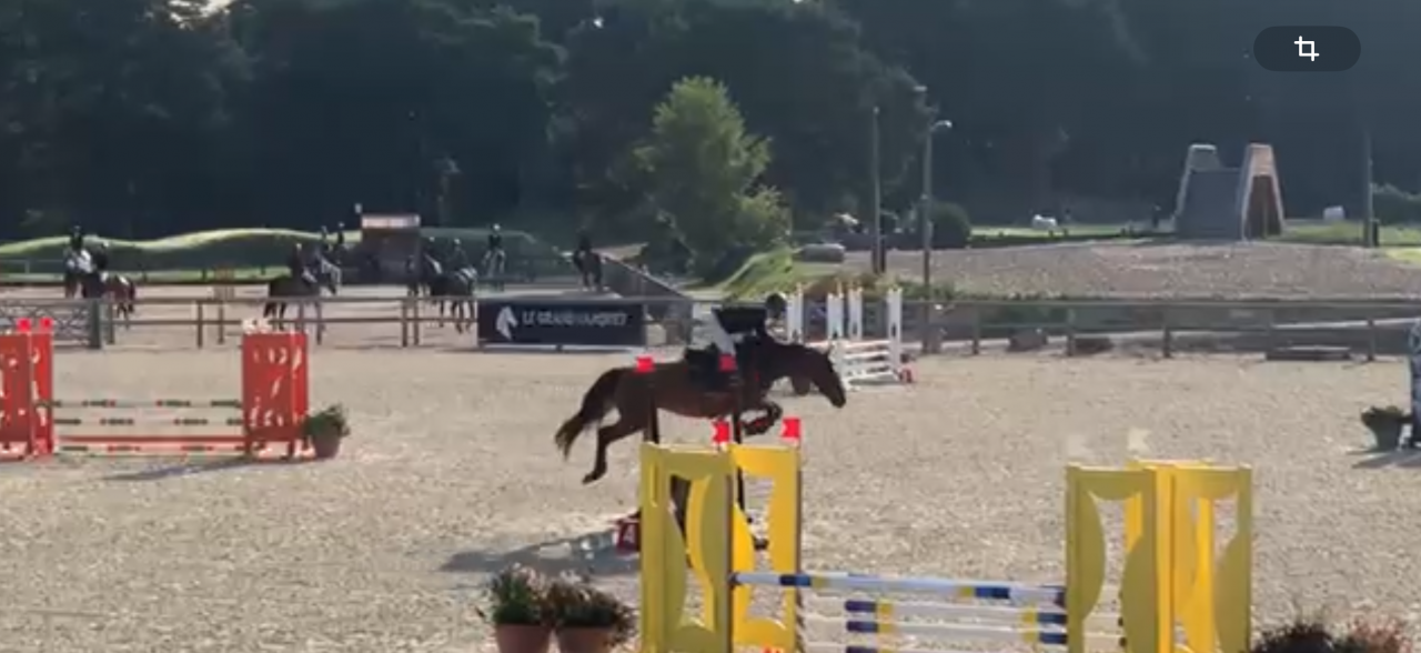 Jument pour concours CSO gagnante