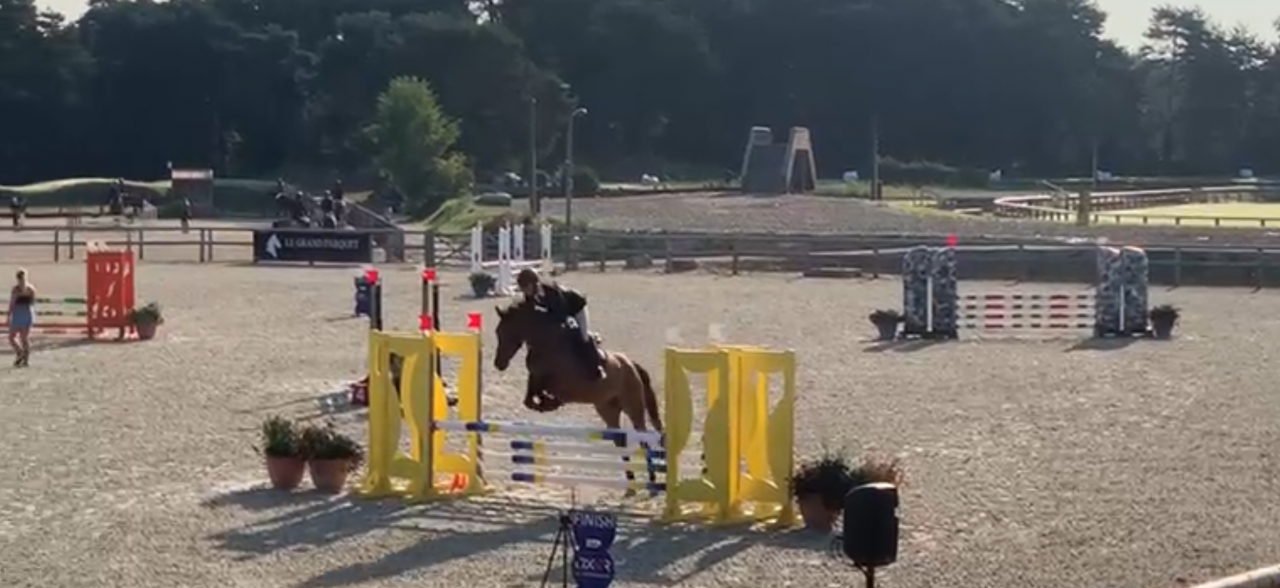 Jument pour concours CSO gagnante