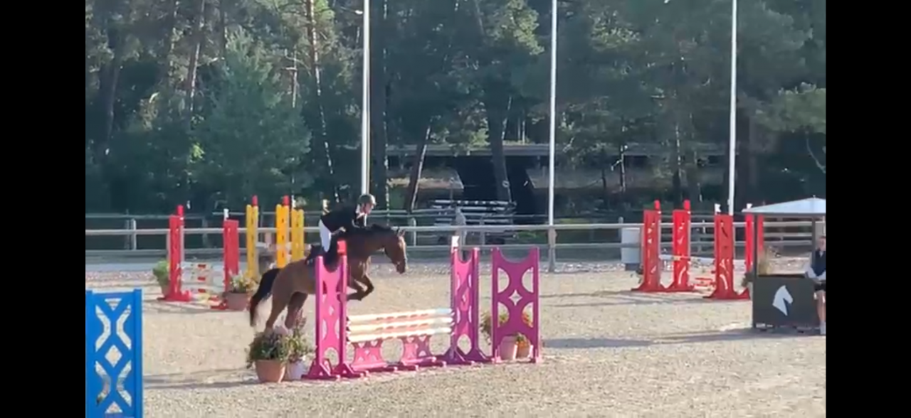 Jument pour concours CSO gagnante