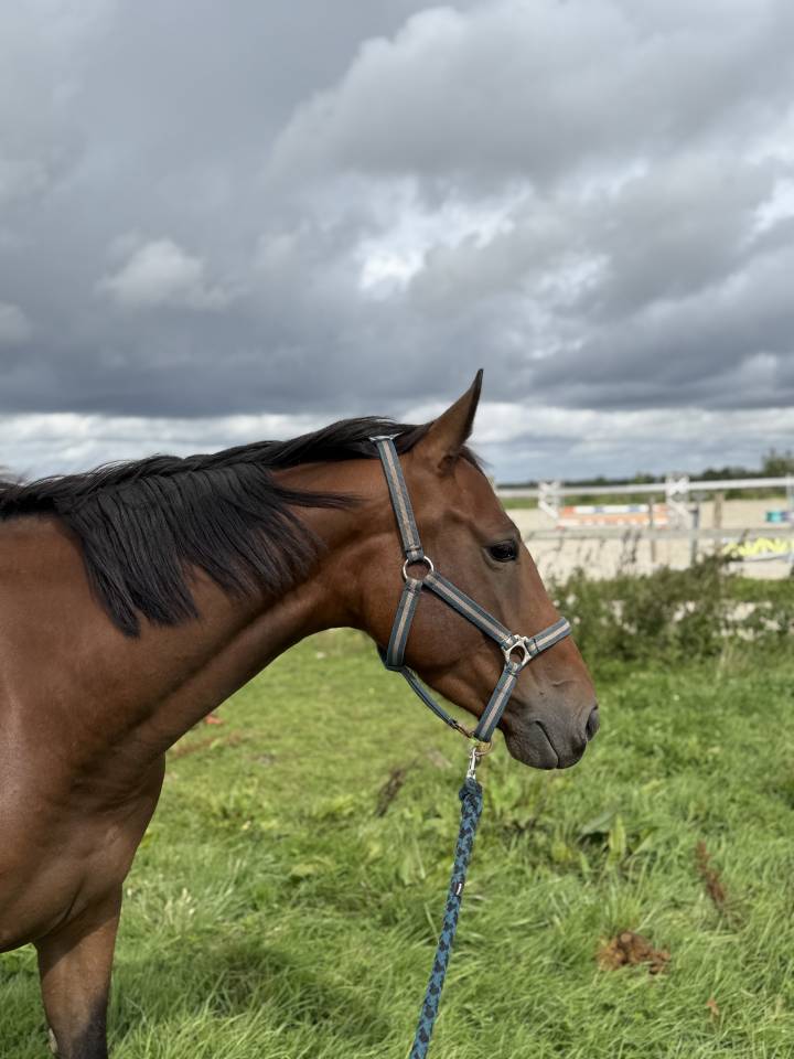 Jument pour concours CSO gagnante