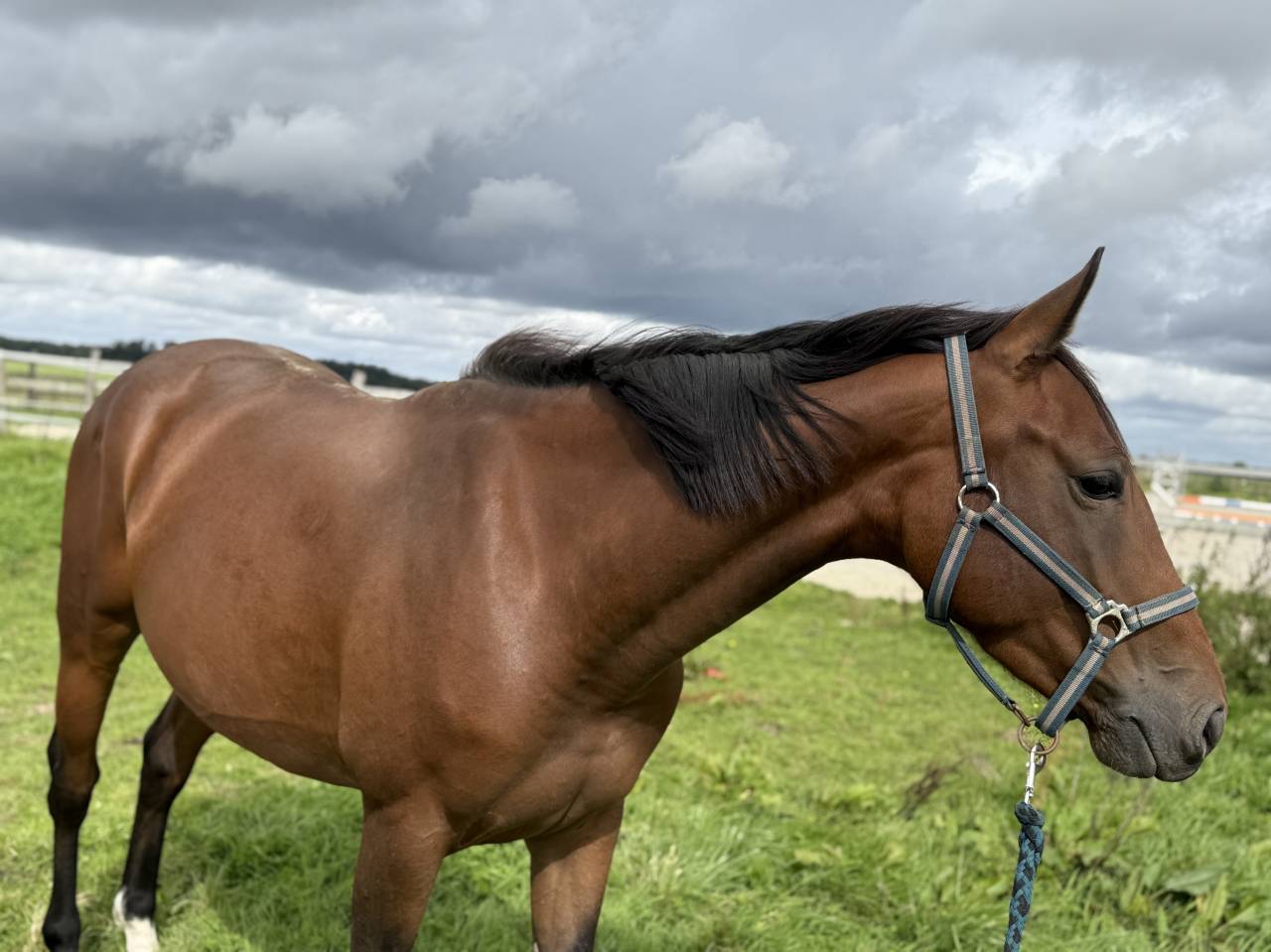 Jument pour concours CSO gagnante