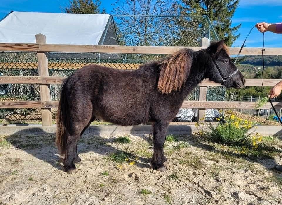 Cheval miniature PP
