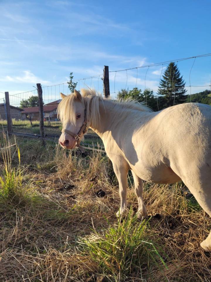 Jument cheval miniature français pp
