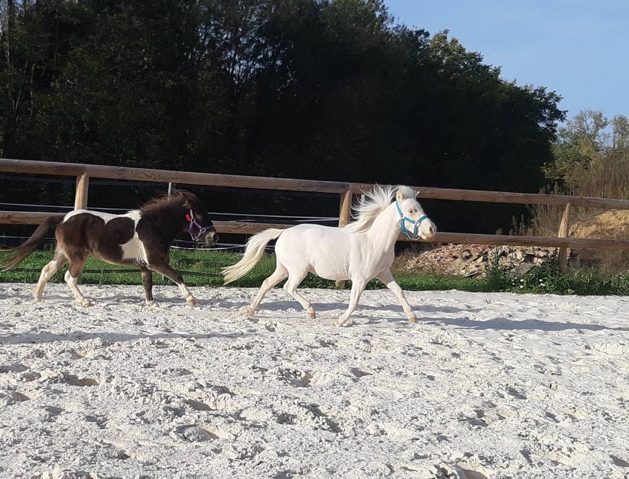 Jument cheval miniature français pp