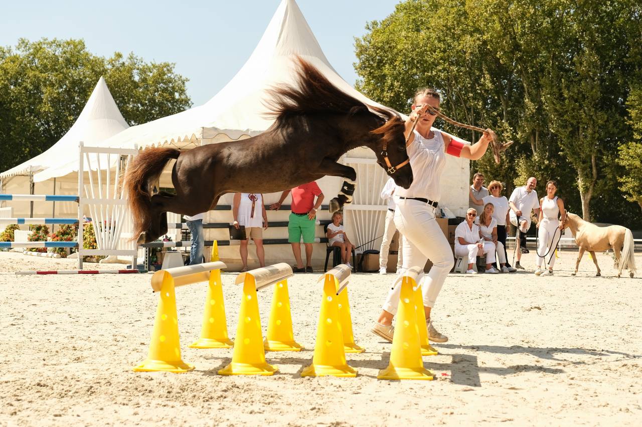 Jument cheval miniature français pp